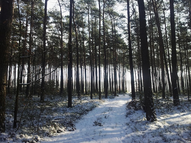 Cammino coperto di neve in mezzo agli alberi durante l'inverno