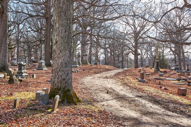 Cammino del cimitero d'autunno con alberi nudi e lapidi
