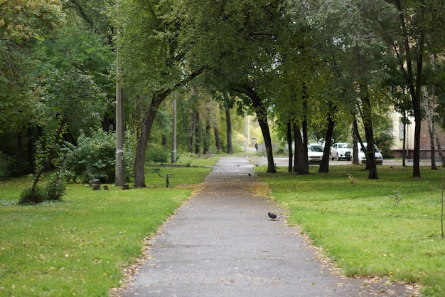 Cammino lungo gli alberi nel parco