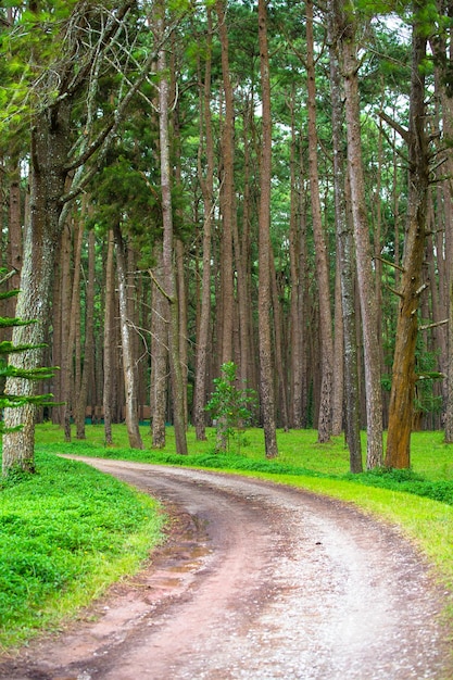 Cammino nel verde della pineta