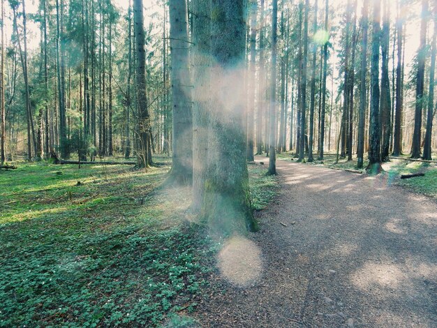 Cammino tra gli alberi della foresta