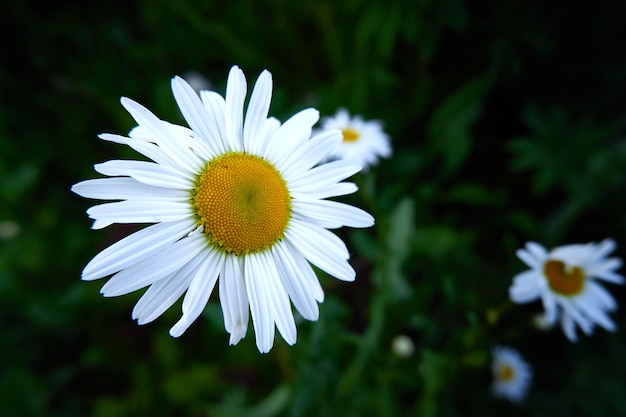 Camomilla bianca in fiore sullo sfondo dell'erba verde