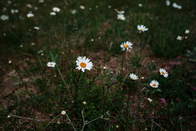 Camomilla bianca nell'umore primaverile del campo