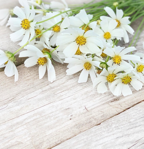 camomilla bianca su fondo di legno. sfondo per banner