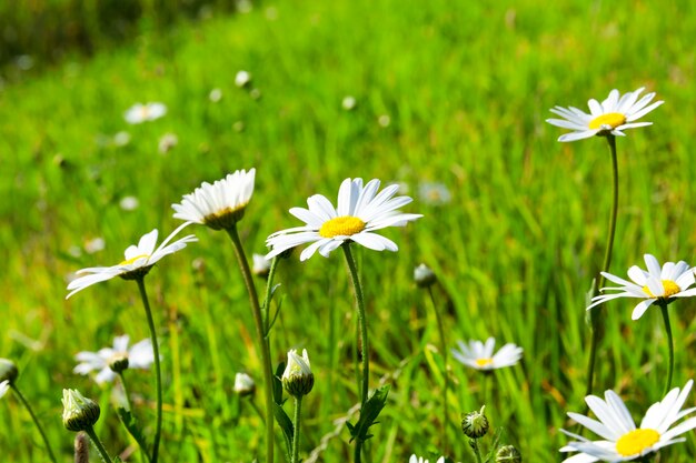 Camomilla del primo piano, fiore della margherita con petali bianchi