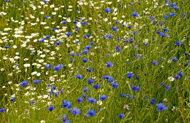 Camomilla e fiordaliso in fiore