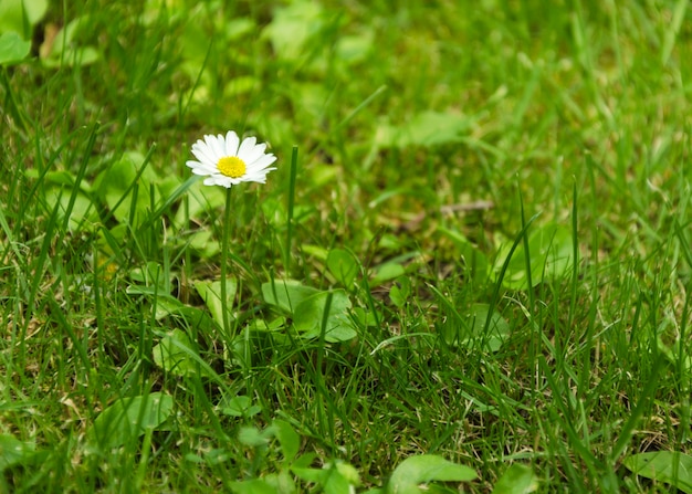 Camomilla fra il primo piano dell'erba verde