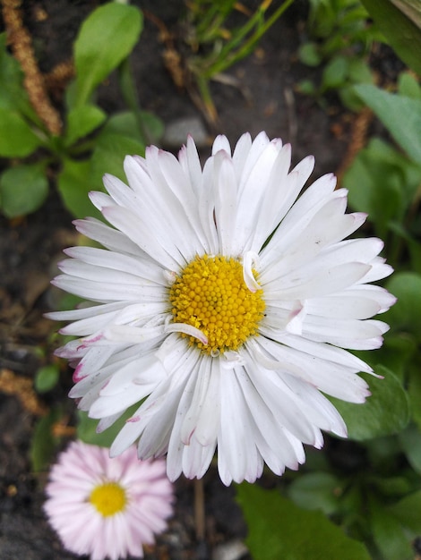 Camomilla in giardino