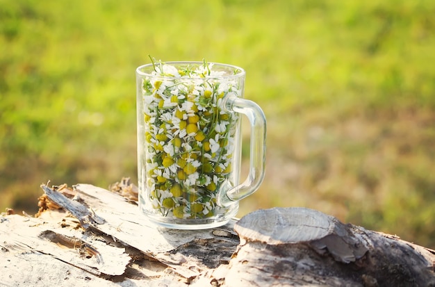 camomilla, lat. Matricaria chamomilla fiori in una tazza di vetro trasparente