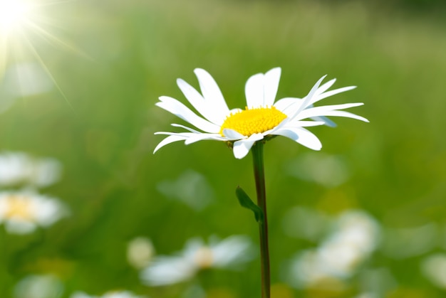 Camomilla sul campo con erba verde