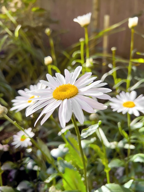 Camomille bianche d'estate in giardino