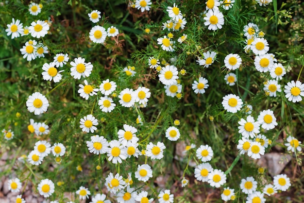 Camomille medicinali sul campo