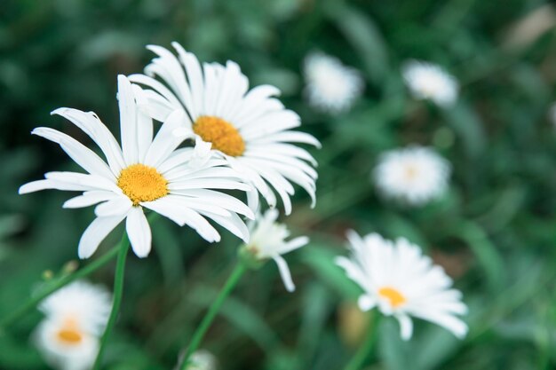 camomille nel verde giardino