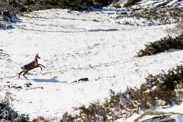 Camoscio che salta circondato dalla neve nei Pirenei