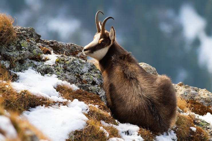 Foto camoscio dei tatra sdraiato sulle montagne nel periodo invernale