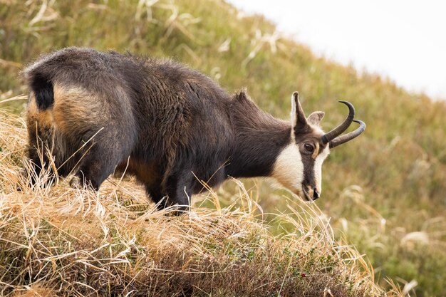 Camoscio di Tatra che sta sul prato asciutto nella natura di autunno.