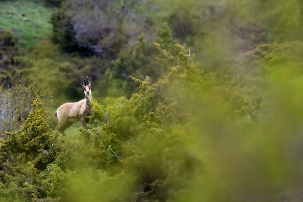 camoscio nei pirenei fauna di montagna in europa