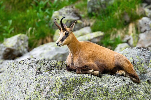 Camoscio Tatra sdraiato su una roccia