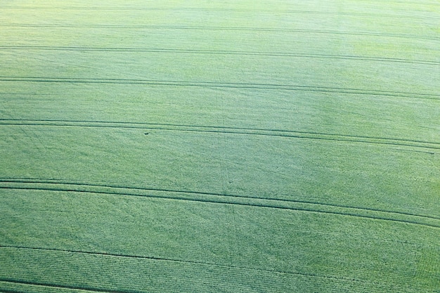 Campagna Campo di grano verde vista da un drone Un meraviglioso paesaggio agrario estivo