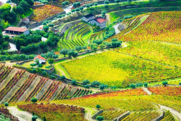 Campagna con vigneti nella valle del fiume Douro in Portogallo Famosa regione vinicola Bellissimo paesaggio autunnale