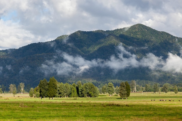 campagna della Nuova Zelanda