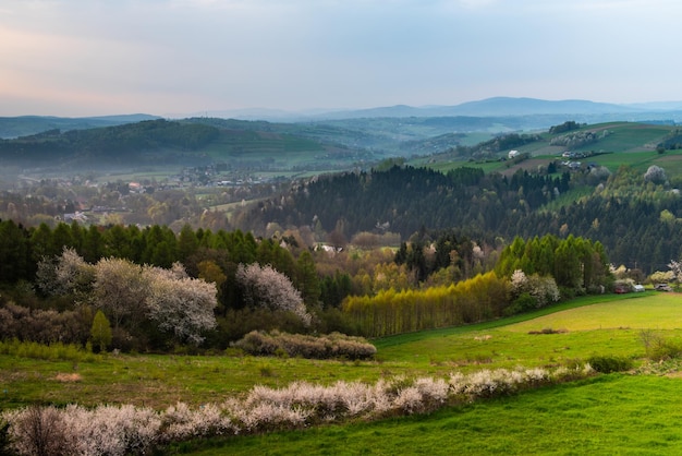 Campagna polacca in primavera Alberi e pascoli lussureggianti colorati