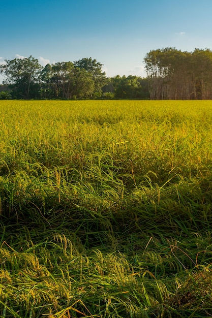 Campagna rurale del campo verde