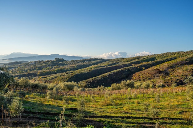 Campagna vista panoramica ulivi dolci colline e campi verdi