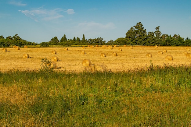 Campagna