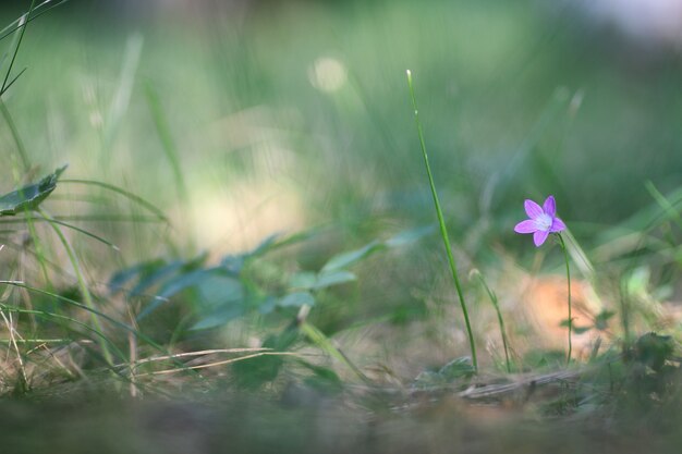 Campana viola sulla natura