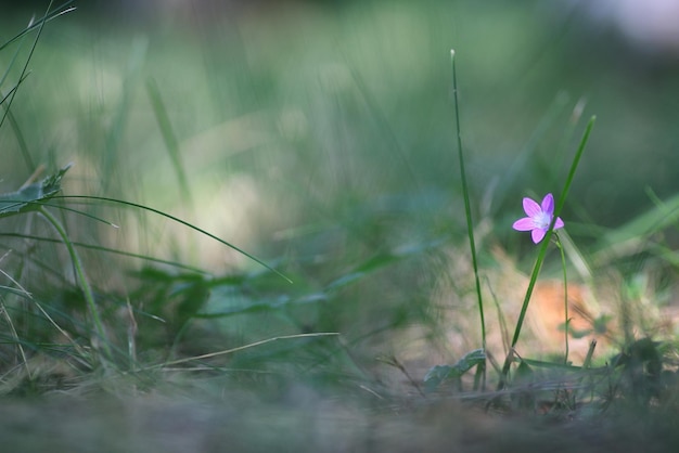 Campana viola sulla natura