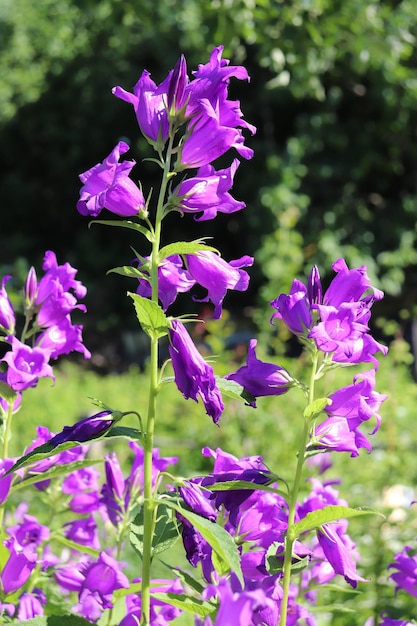 Campane da giardino blu in una giornata di sole