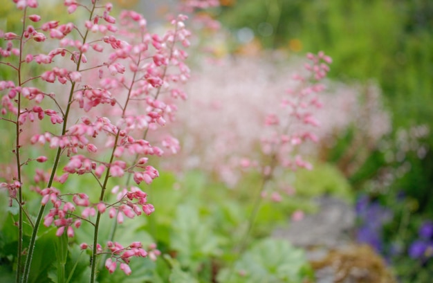 Campane di corallo rosa sullo sfondo sfocato con uno spazio di copia