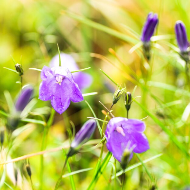 Campane lilla - lat. Campanula alpina - fiori selvatici delle montagne dei Carpazi