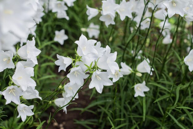 Campanula carpatica bellissimi fiori a campana bianchi
