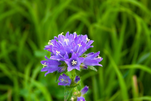 Campanula cervicaria È in pericolo in Finlandia Fiori blu