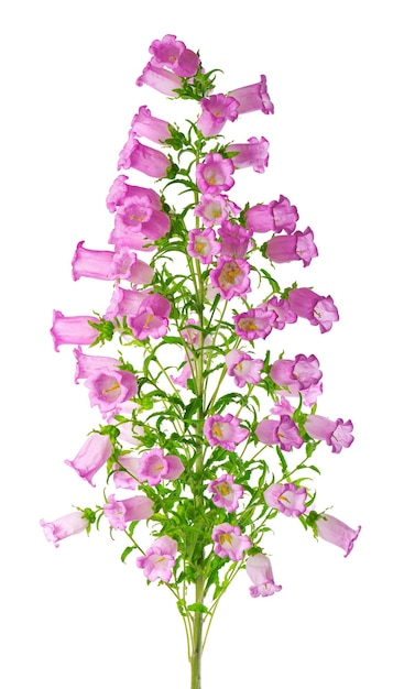 Campanula fiori medi isolati su sfondo bianco Fiori rosa Campane di Canterbury o fiore campana