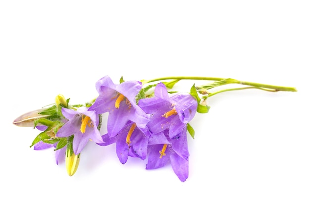 campanula in studio