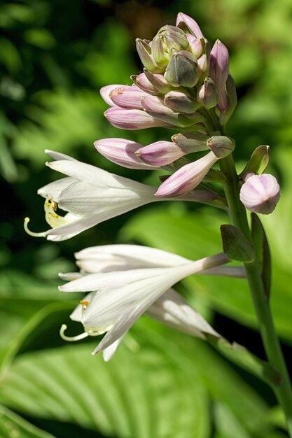 Campanule bianche