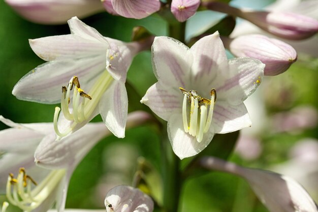 Campanule bianche