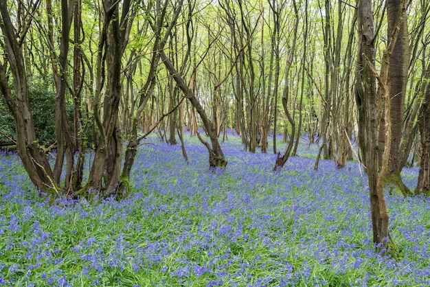 Campanule del Sussex