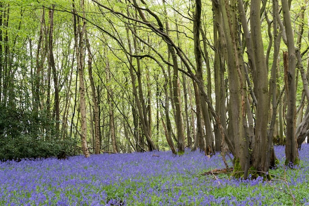 Campanule del Sussex