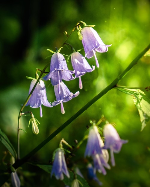 Campanule viola nella foresta