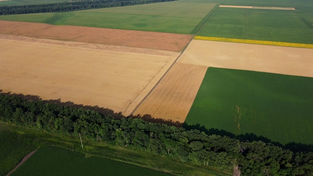 Campi agricoli campi agricoli gialli e verdi con grano maturo e altri diversi agricul