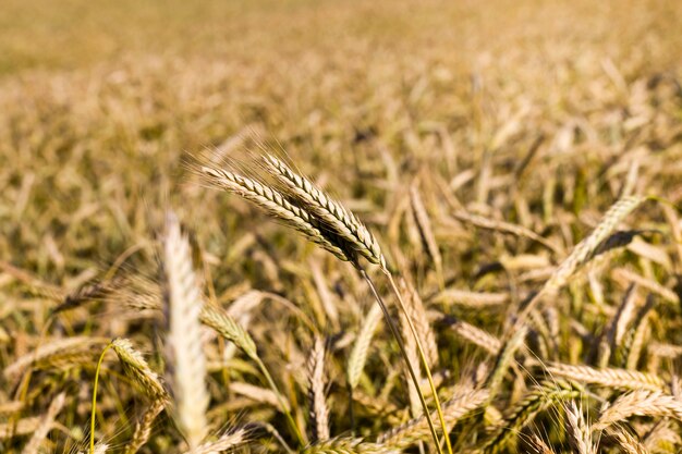 Campi agricoli con cereali secchi freschi maturati