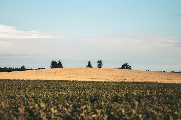 Campi agricoli con diversi colori e cielo blu