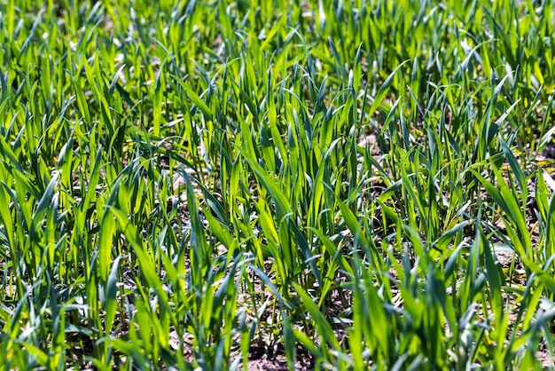 Campi agricoli con un gran numero di grano giovane cereale verde come erba