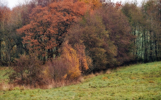 Campi autunnali Una foto di un vivace campo di campagna all'inizio dell'autunno