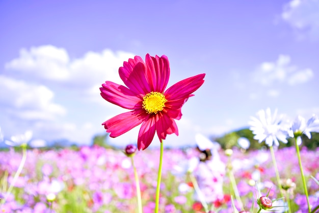 campi colorati del fiore cosmo e cielo limpido dell&#39;inverno e delle vacanze in Thailandia