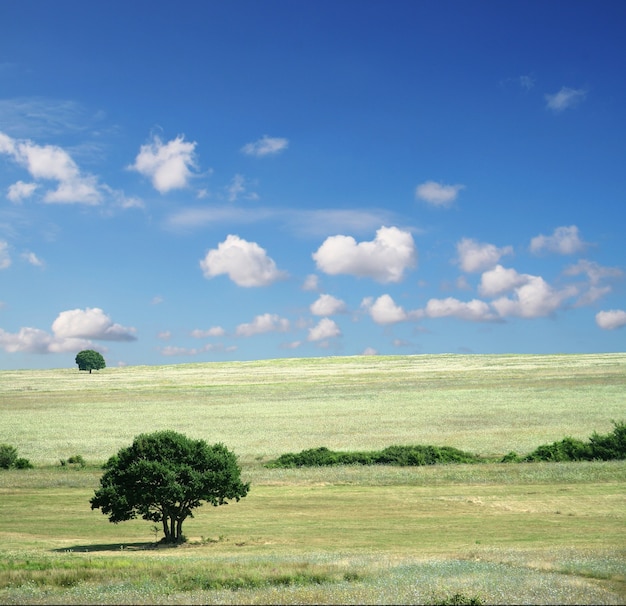 Campi colorati - Erba paesaggio, cielo azzurro e nuvole bianche